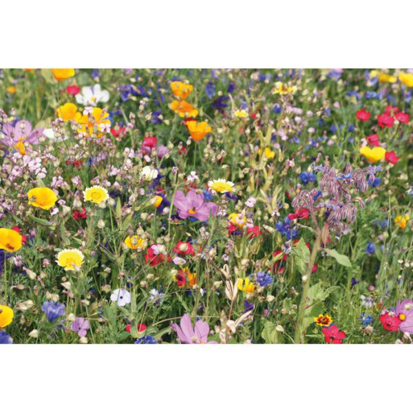 Disco mezcla de flores de veran FLOMIX - Imagen 4