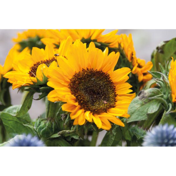 Sobre con semillas de girasol GIRASOL - Imagen 6