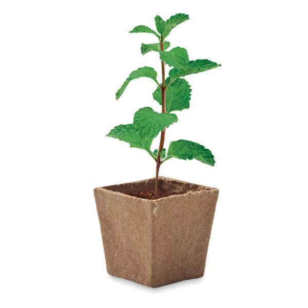 Kit cultivo semillas de menta MINT KIT - Imagen 4