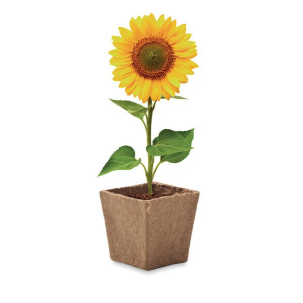 Kit de cultivo de girasoles SUNFLOWER KIT - Imagen 4