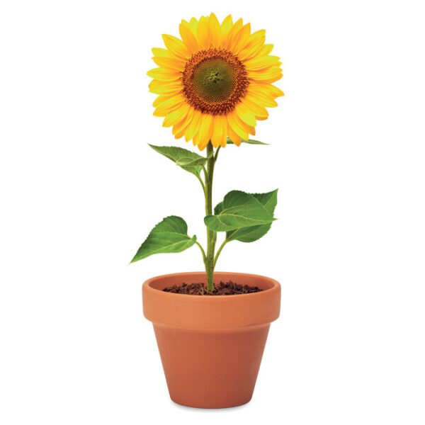Juego de macetas de terracota SUNFLOWER - Imagen 6