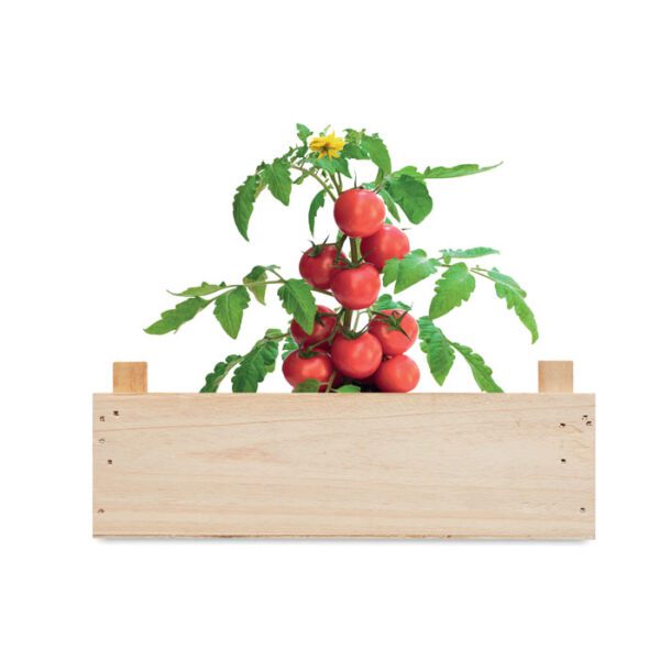 Mini-huerto tomates en caja TOMATO - Imagen 5