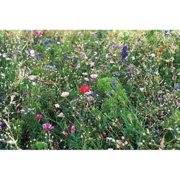 Mezcla de semillas de flores SEEDLOPEBEE - Imagen 4
